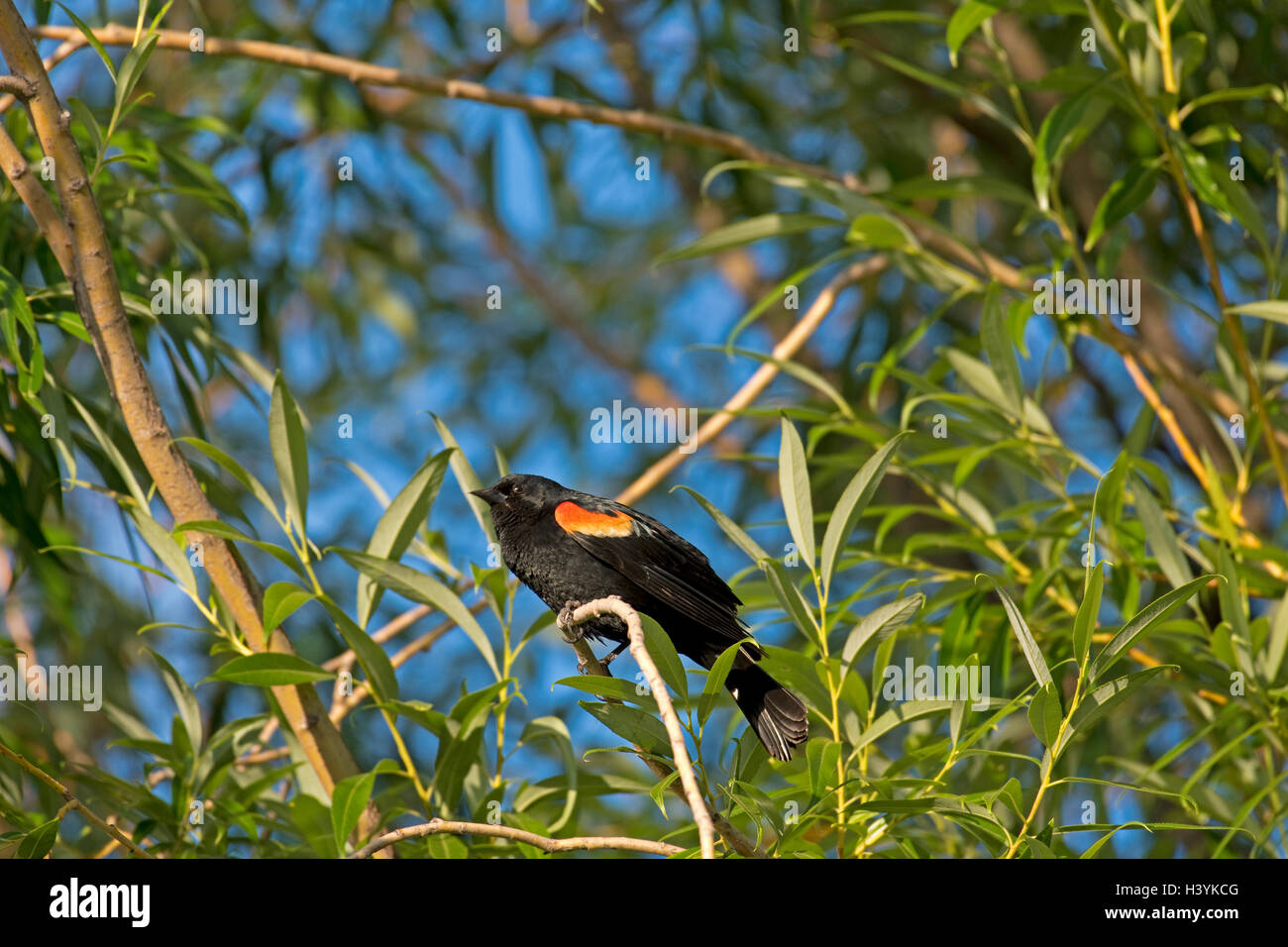 Erwachsene männliche rote geflügelte Amsel thront im Baum. Stockfoto