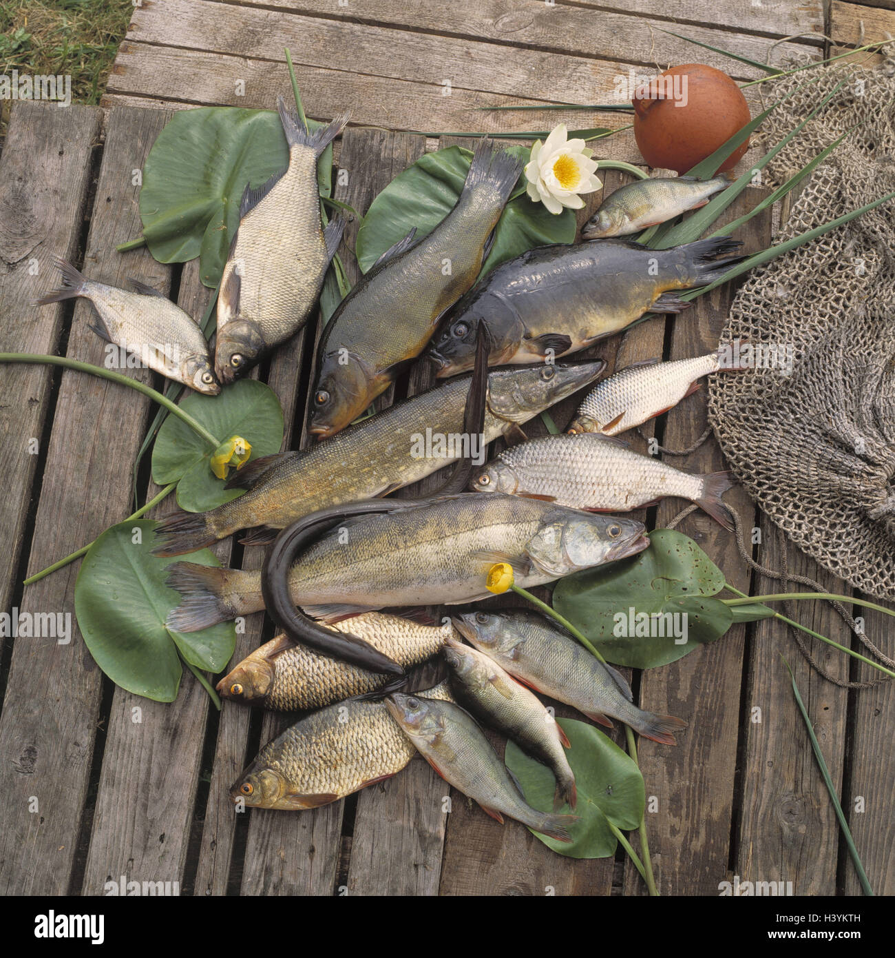 Landung Bühne, Angeln, Fisch, frisch, tödliche Brücke, Aal, Barsch, Zahnspange, Güster, Hecht, Karpfen, rote Augen, Rotfeder, Schleie, Zander, Süßwasserfische, Speisefisch, nutzen Fisch, Fischfauna, Binnenfischerei, Fischbestand, Europa, Deutschland, Norddeutschland, Produktfotografie Stockfoto