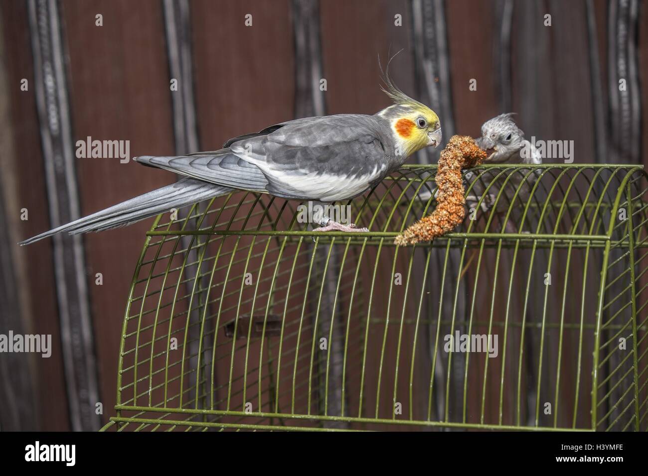 Schöne Papageien paar auf einem grünen Käfig gemeinsam essen Stockfoto