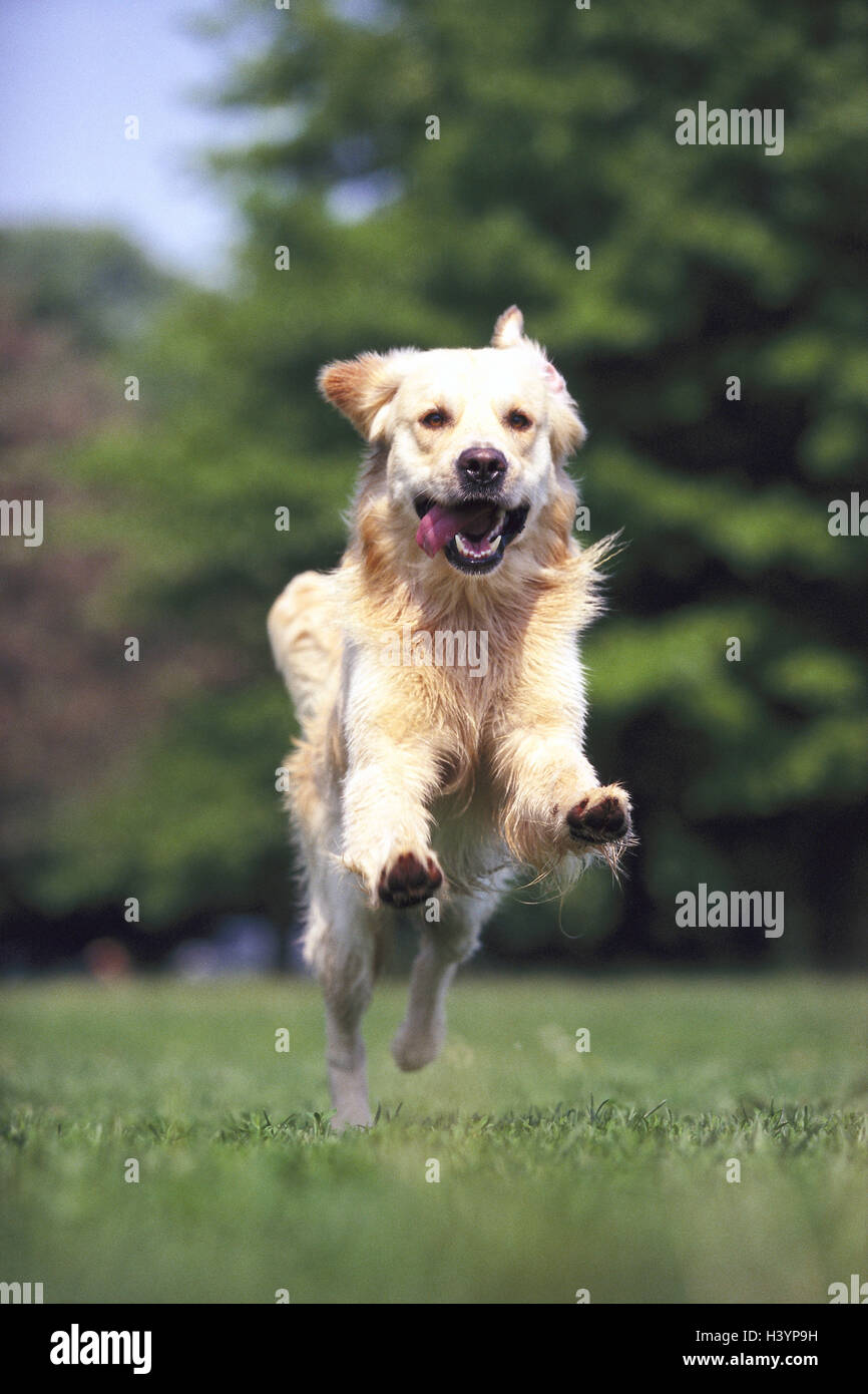 Golden Retriever, laufen, Wiese, Säugetier, Doggy, Haustier, Rassehund, Hund, Haustier, Hund, begleitenden Hund, Hund, Hund der Behinderten Person, Sprung, Hose, Bewegung, außerhalb Stockfoto