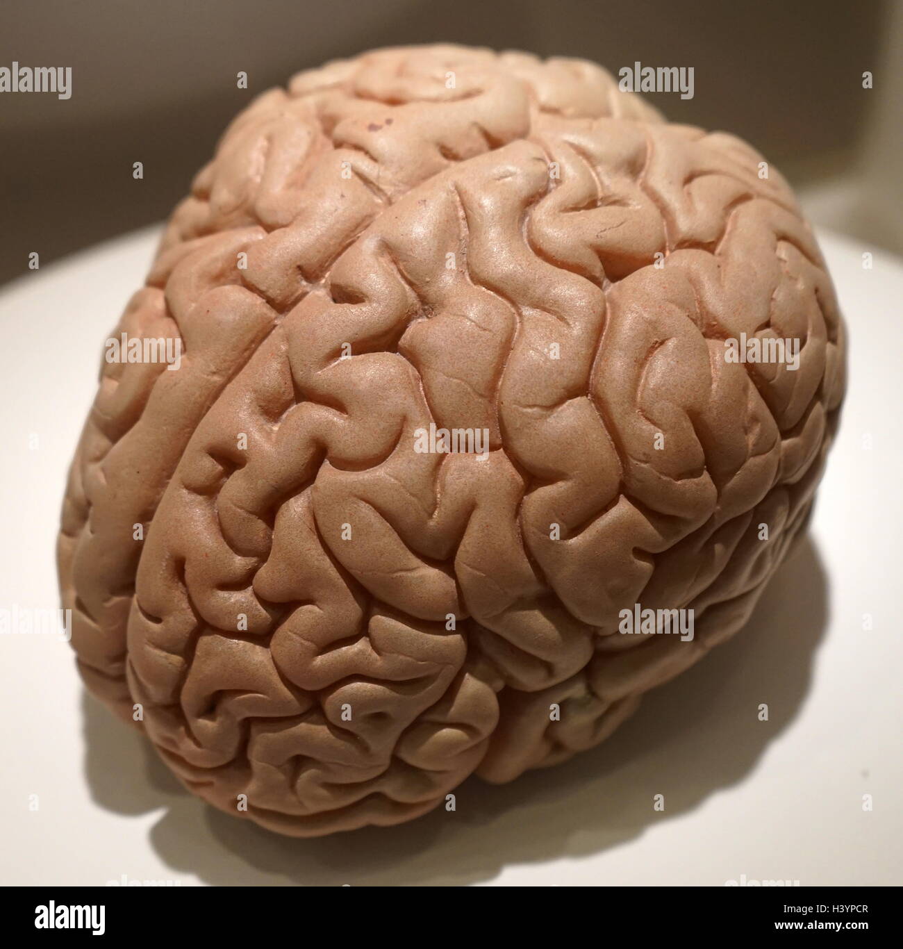 Lebensgroße Modell eines menschlichen Gehirns. Das Gehirn ist ein Organ, das als Zentrum des Nervensystems in allen Wirbeltieren dient und die meisten wirbellosen Tieren. Vom 21. Jahrhundert Stockfoto