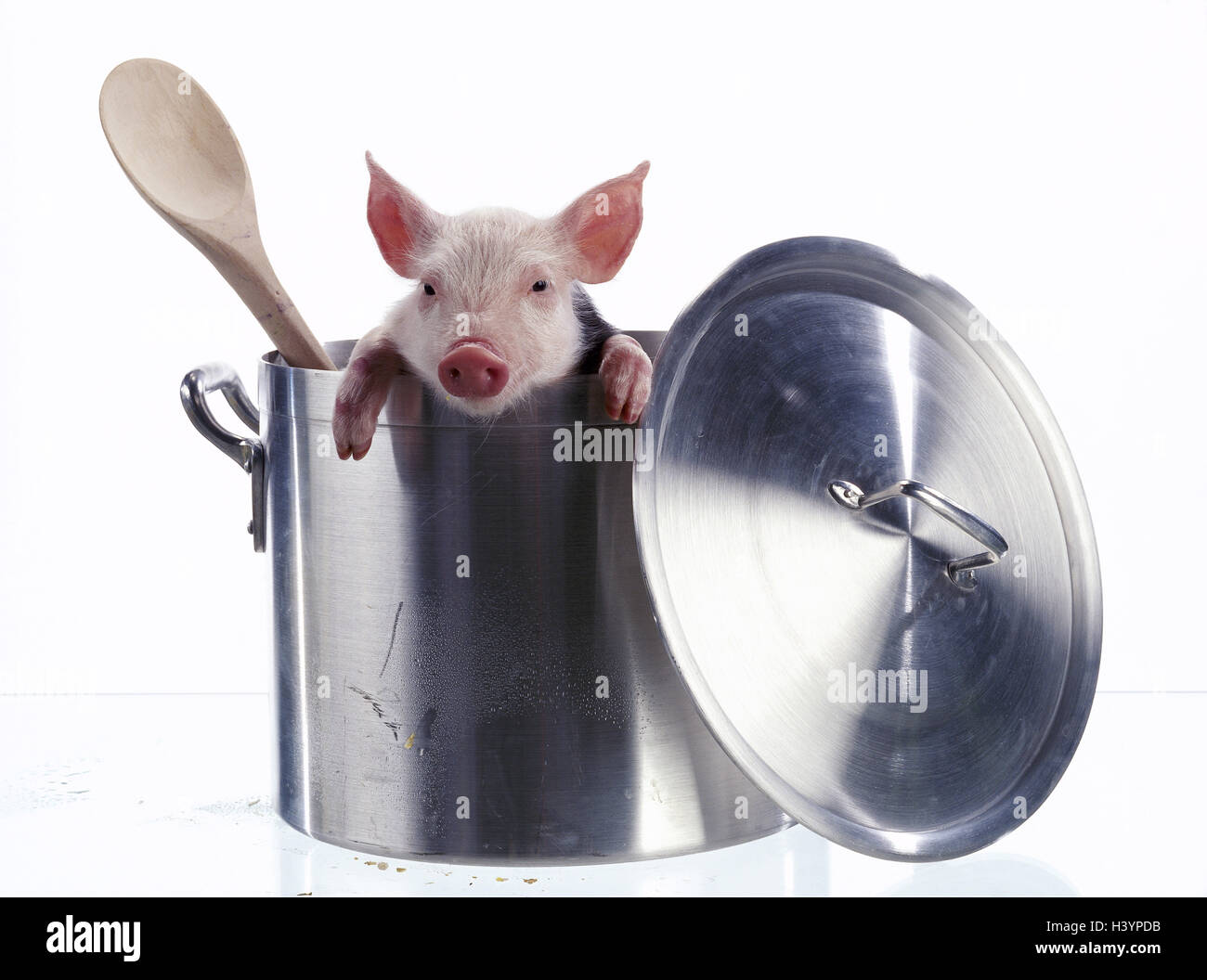 Haus, Schwein, Ferkel, Topf, Holzlöffel, Säugetiere, Säugetier, Tiere nutzen, Vorteil Tier, Schweine, Schwein, Suidae, Jungtier, jung, Topf, Fleischkonsum, Studio, Textfreiraum Stockfoto