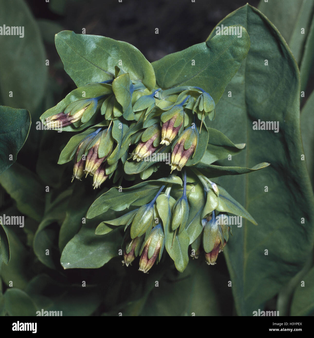 Alpen-Wachs Blume, Cerinthe Alpina, Natur, Botanik, Flora, Pflanzen, Blumen, Alpenblumen, Wachs Blume, Alp Wachs Blume, Cerinthe Glabra, Cerinthe, Borretsch Pflanzen, Blätter, Blüten, geschlossen, Nahaufnahme Stockfotografie