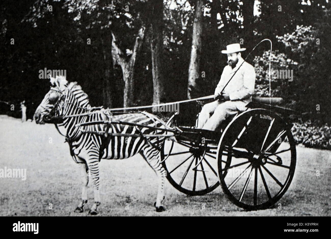 Lionel Walter Rothschild (1868-1937), 2. Baron Rothschild, reitet in Kutsche durch ein Zebra 1895 Stockfoto