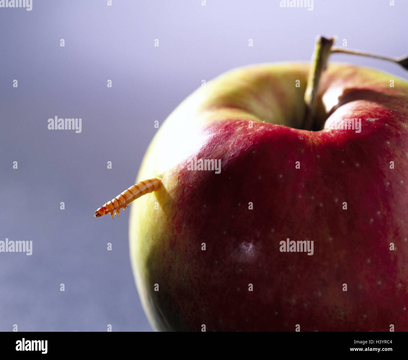 Apple, Mahlzeit-Wurm, Insekten, Insekten, Käfer, Tenebrionidae, Mehlwurm, schwarz Tenebrio Molitor, Mehlwurm Larve Larve, Larvenstadium, Pest, Essen Pest, Obst, Obst, Wurm Essen, Wurmig, Verwurmt, in der Nähe von Studio Stockfoto