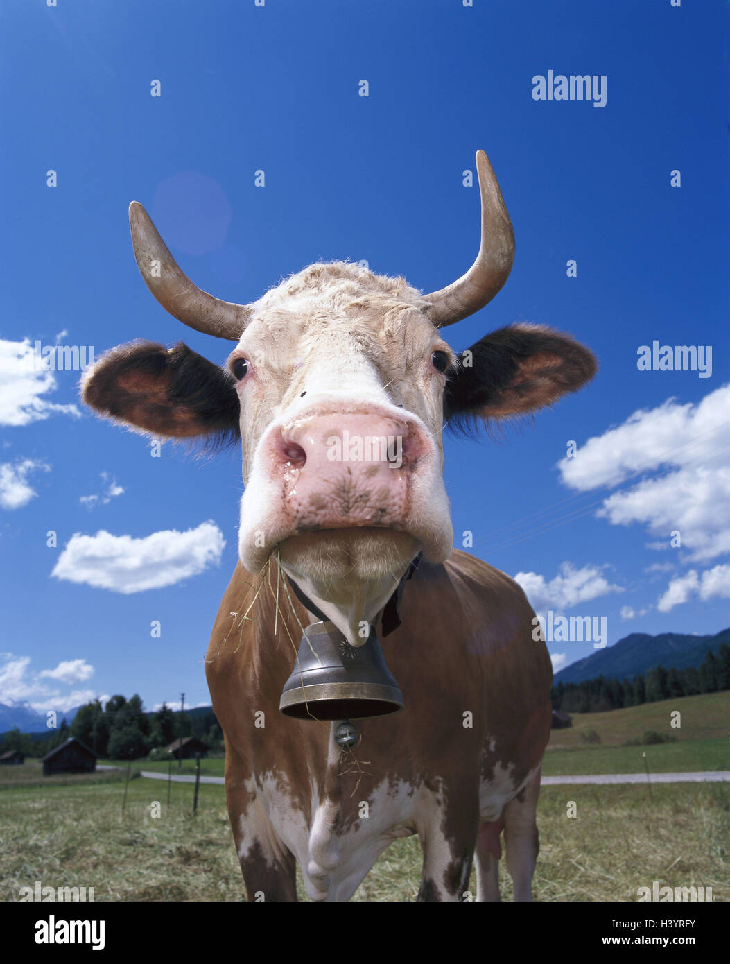 Kuh, Weide nutzen Tiere profitieren Tier, Bovinae, Wiederkäuer, Haus Rinder, Baum-Rinde, Fleck Rinder, Kuhglocke, Landwirtschaft, Rinder-Wirtschaft, draußen, Porträt Stockfoto