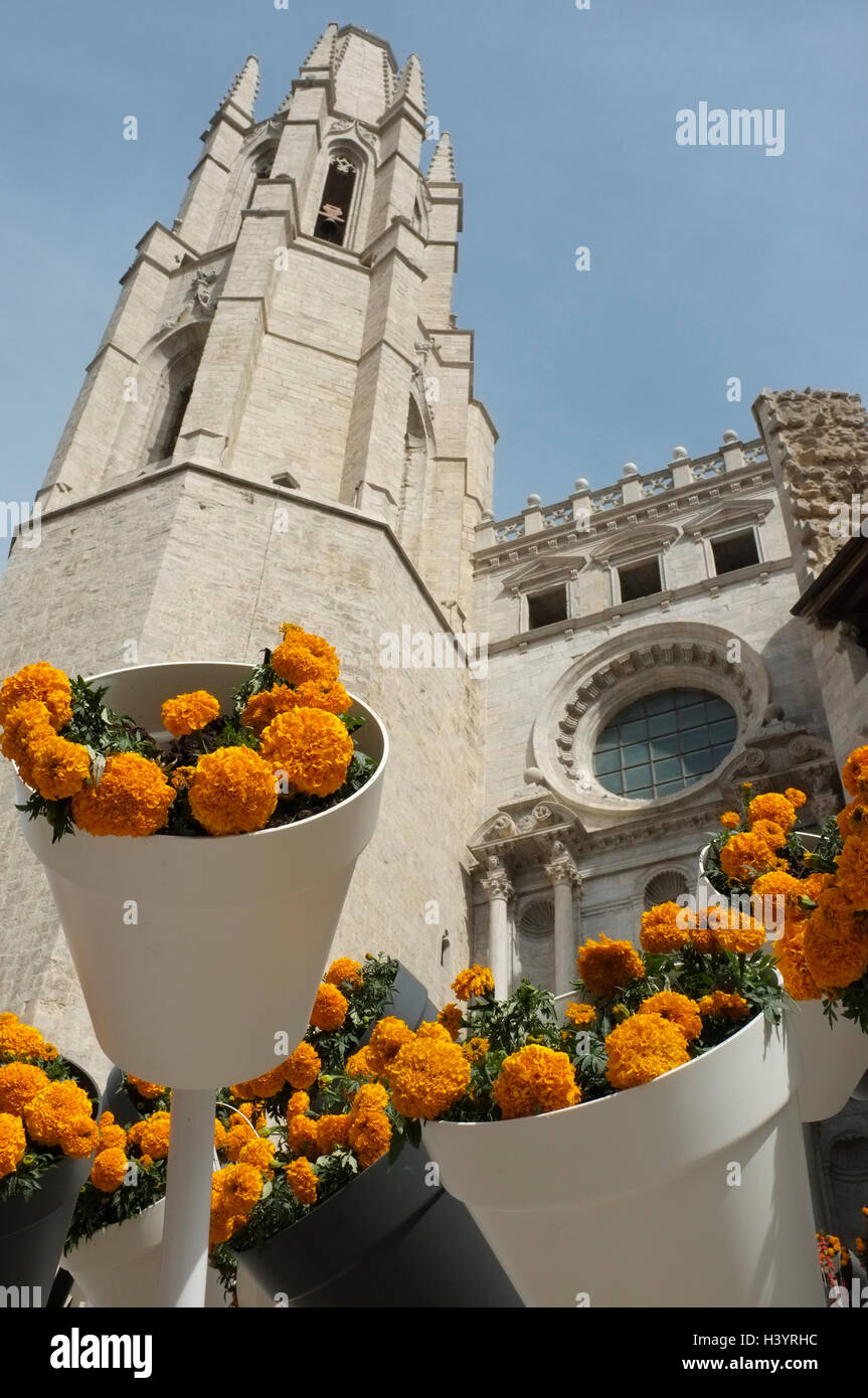 Girona, Katalonien, Spanien, während Temps de Flors - Girona Blumenfest. Kirche von Sant Feliu in Girona Stockfoto