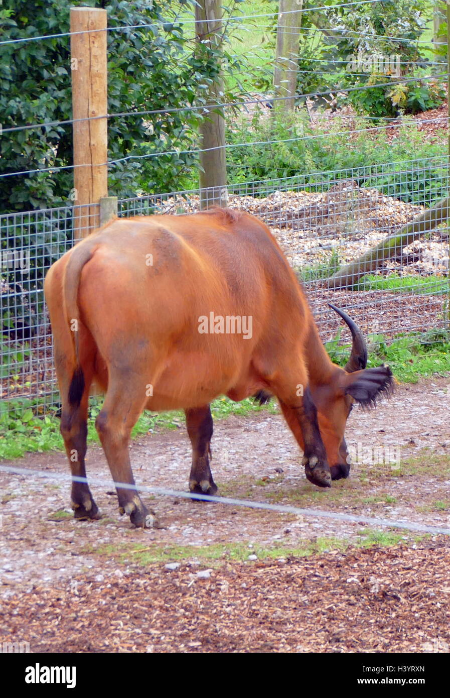 Afrikanische Wald Buffalo (Syncerus caffer nanus), auch bekannt als der Kongo Büffel, ist die kleinste Unterart des afrikanischen Büffel Stockfoto