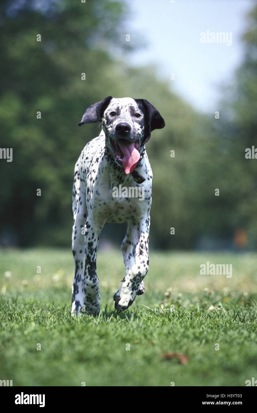 Dalmatiner, laufen, hatchel, Wiese, Säugetiere, Säugetier, Canidae,  Haustiere, Haustier, Rassehund, Hunde, Hund, Hund, Hund, gefleckt,  Schwarzweiß, außerhalb begleiten Stockfotografie - Alamy