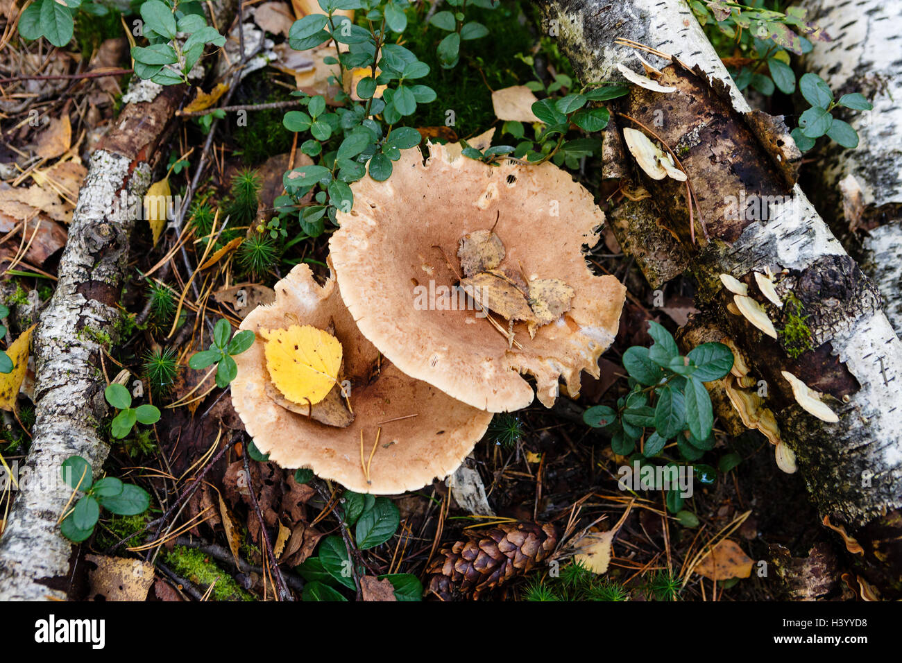 Herbst-Muster mit Pilze, Moos, Rasen und trockene Äste Stockfoto