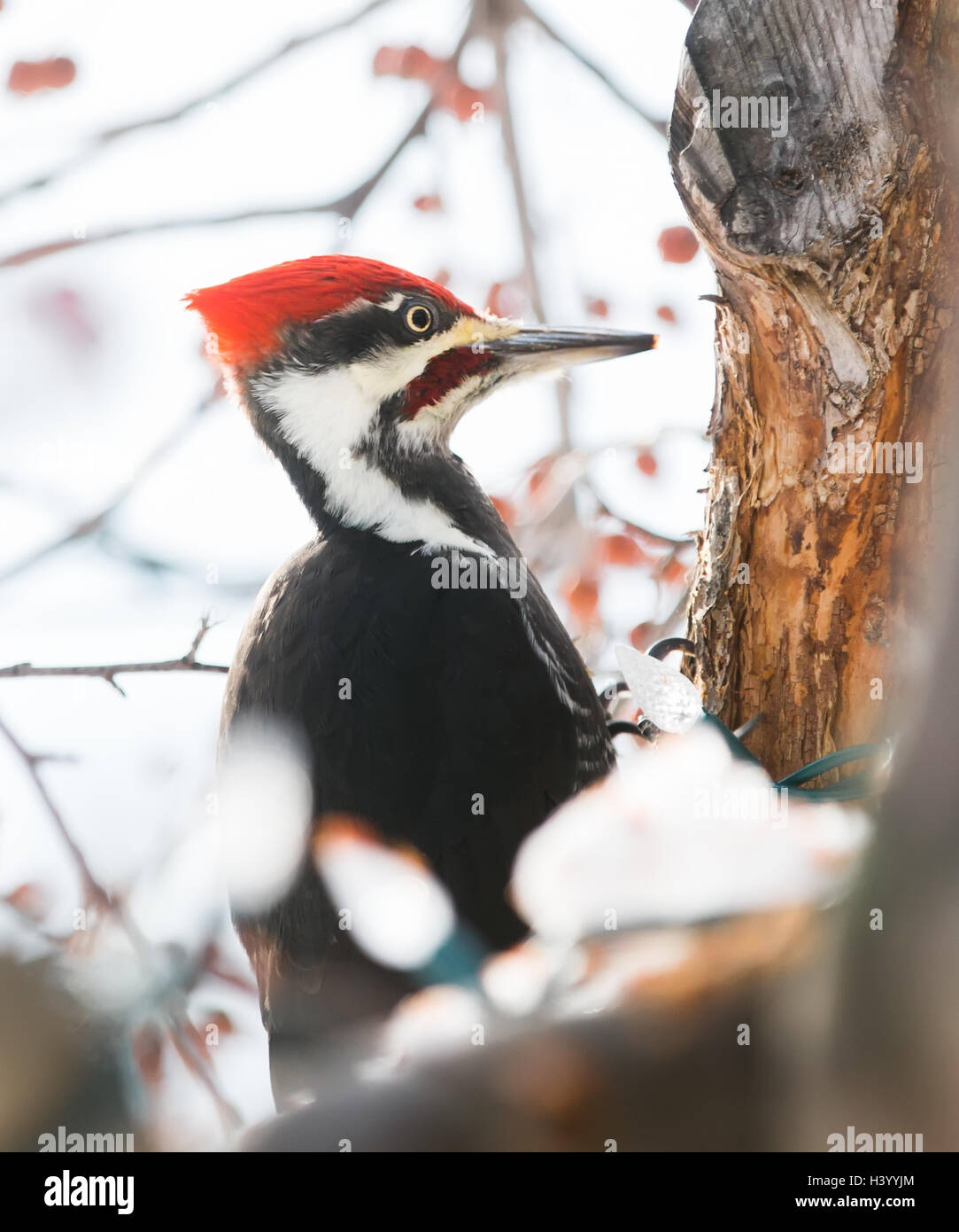 Nahaufnahme von einem Specht Vogel, Britisch-Kolumbien, Kanada Stockfoto
