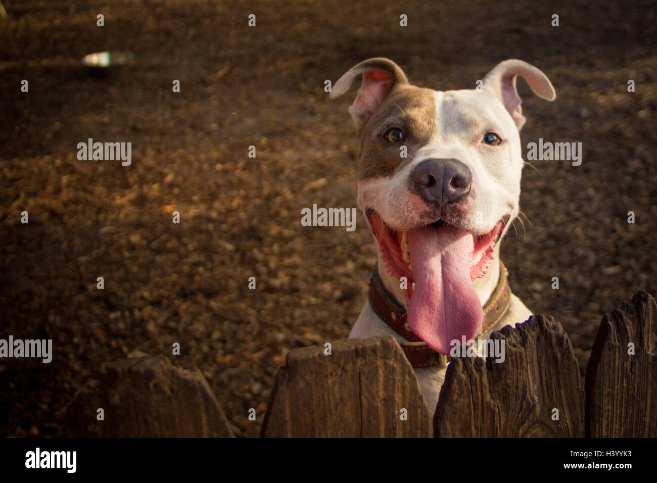 Porträt von einem Pit Bull Terrier Hund mit Mund öffnen Stockfoto