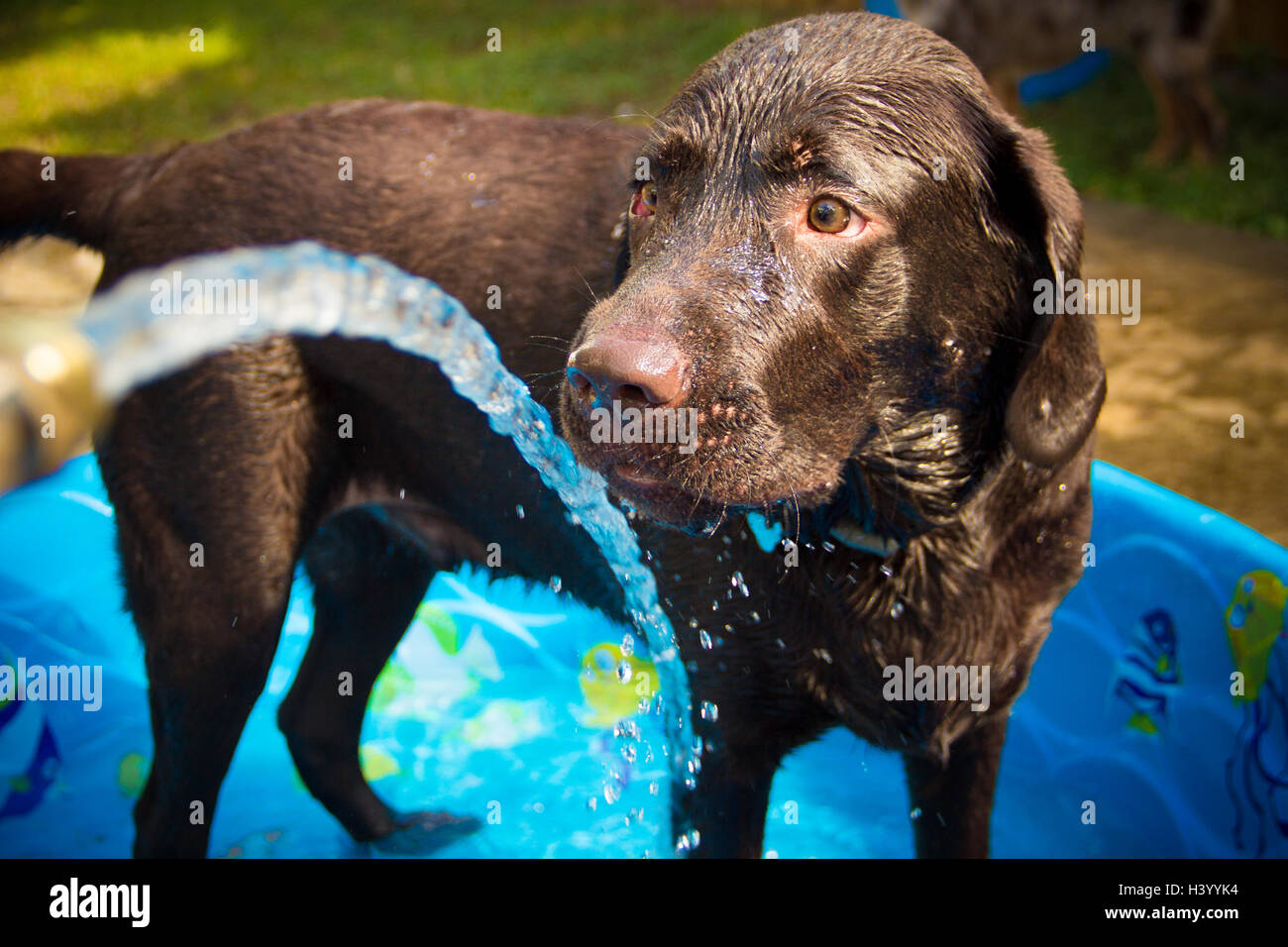 Chocolate Labrador Retriever Hund im Planschbecken Stockfoto