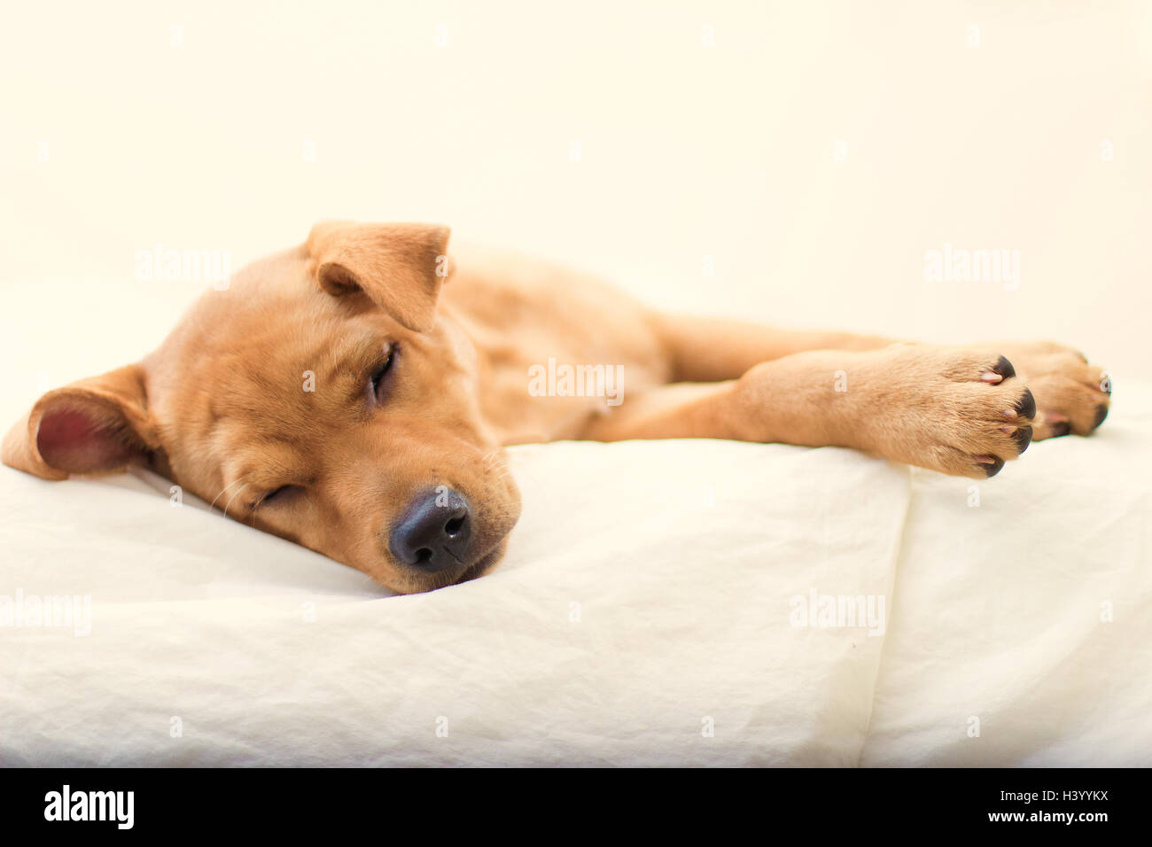 Labrador Retriever Welpe Hund schlafend auf einem Bett Stockfoto
