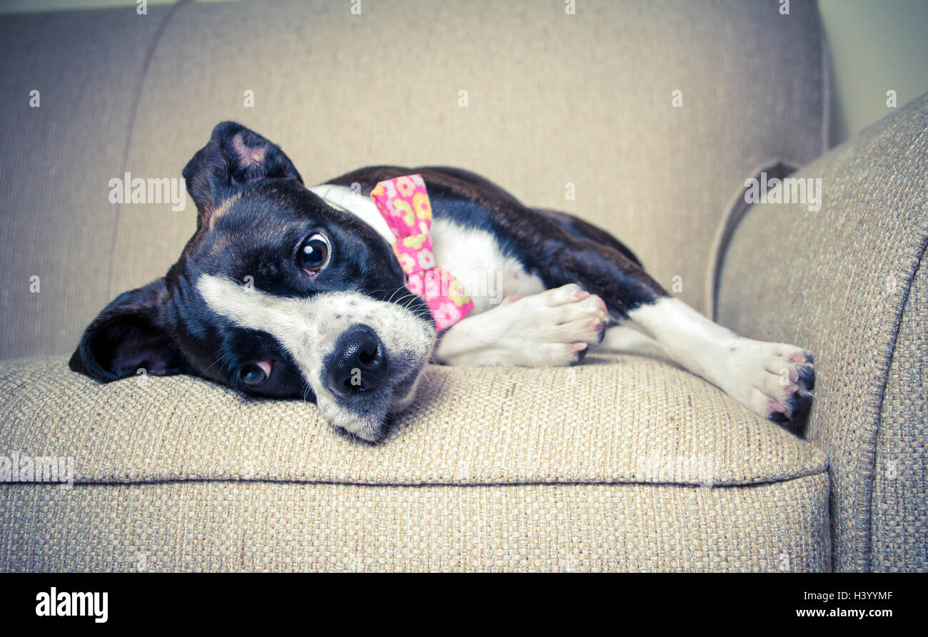 Boston Terrier Hund in Fliege auf sofa Stockfoto