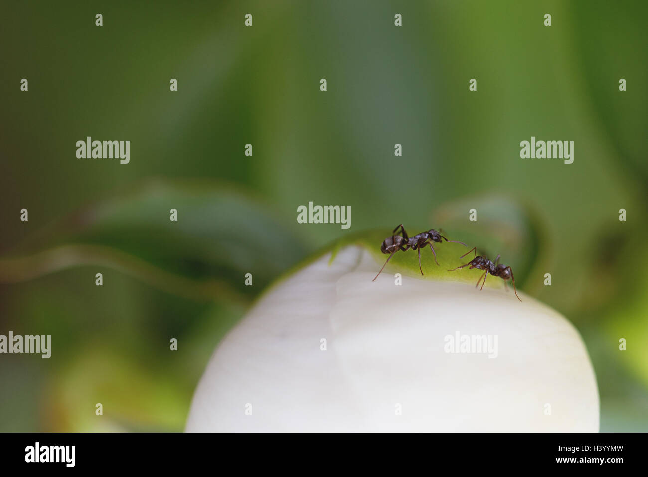 Zwei Ameisen auf einer Pfingstrose Blume Stockfoto