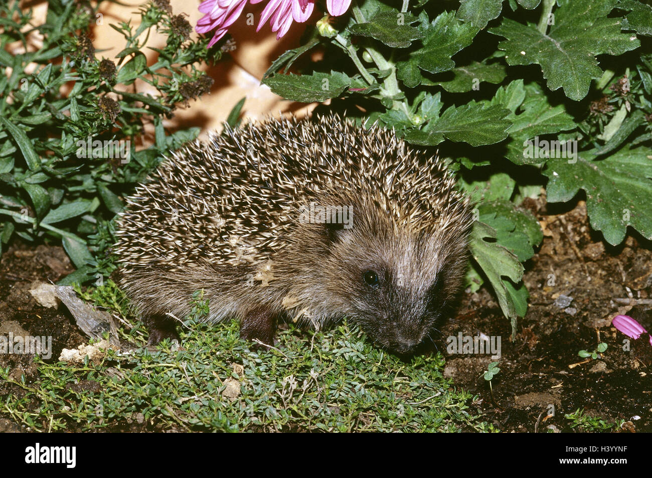 Winterschlaf igel Fotos und Bildmaterial in hoher Auflösung Alamy