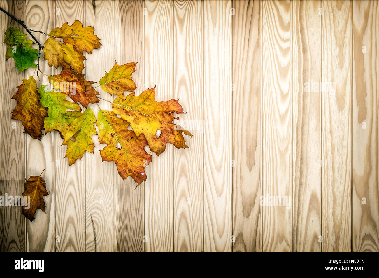 Herbstliche Ahornblätter auf hölzernen Hintergrund. Vintage-Stil getönten Bild Stockfoto