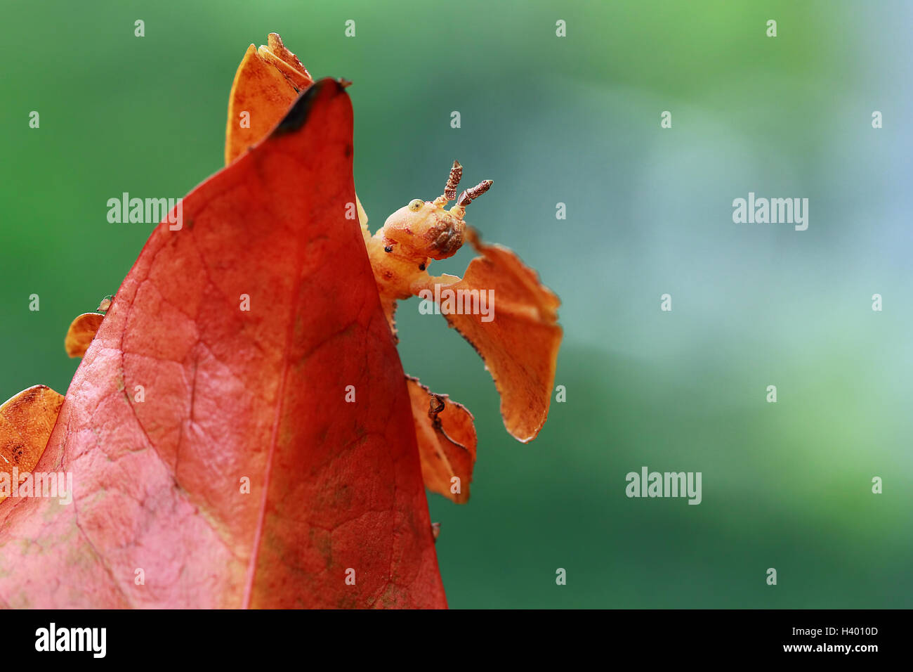 Phyllium Insekt am Blatt, Indonesien Stockfoto