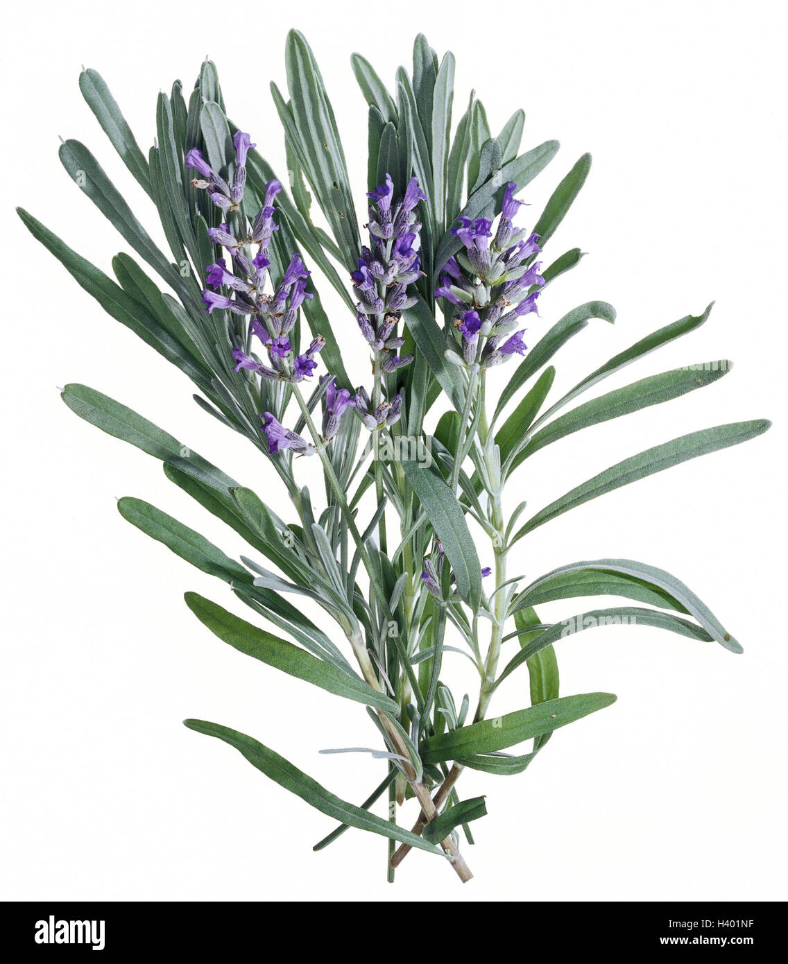 Echter Lavendel, Lavandula Angustifolia, Pflanzen, Zierpflanzen, Minze Familie Lamiaceae, Lamiaceae, Lavandula Officinalis, Lavandula Spica, Lavandula Vera, kleiner Speik, Zweige, Blätter, Blüten, Lavendelblüten, lila, violett, Geruch, Aroma, Freisteller, pro Stockfoto