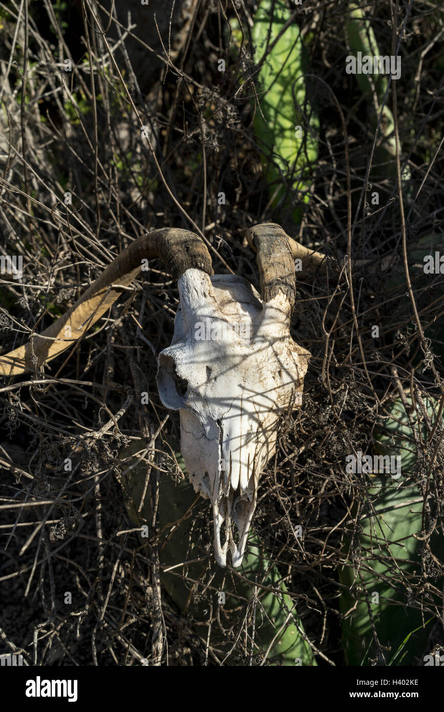 Nahaufnahme des gehörnten Tieren Schädel auf Zweigen im Wald Stockfoto