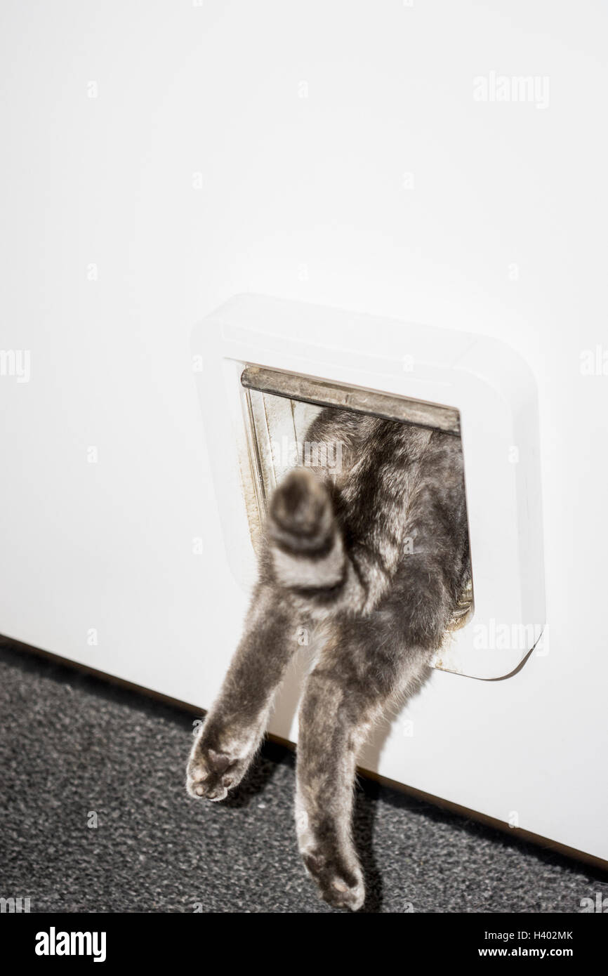 Niedrige Teil der Katze von weißen Tür betreten Stockfoto
