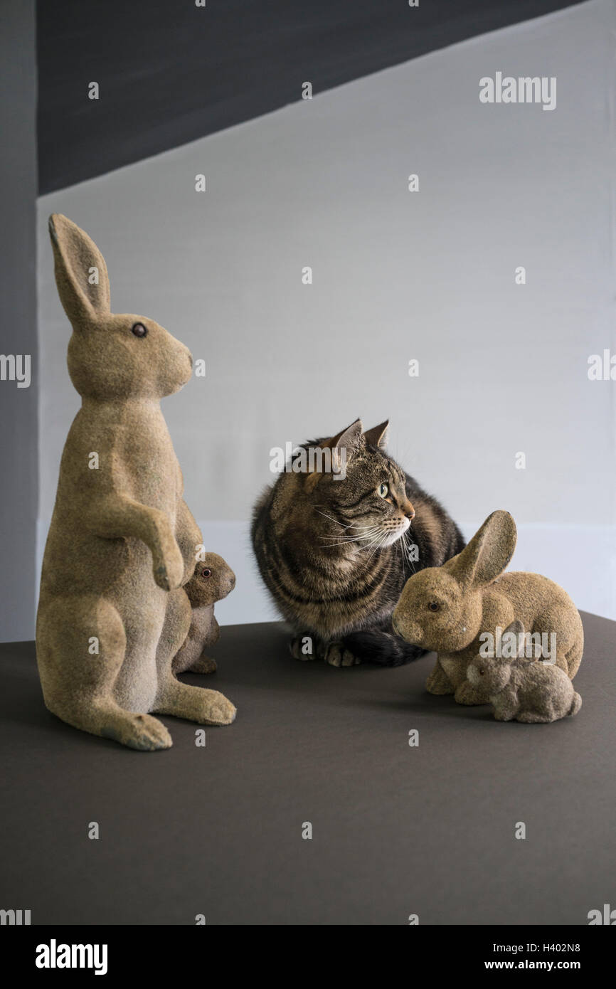 Tabby Katze sitzend von Kaninchen Figuren am Boden gegen die Wand wegschauen Stockfoto
