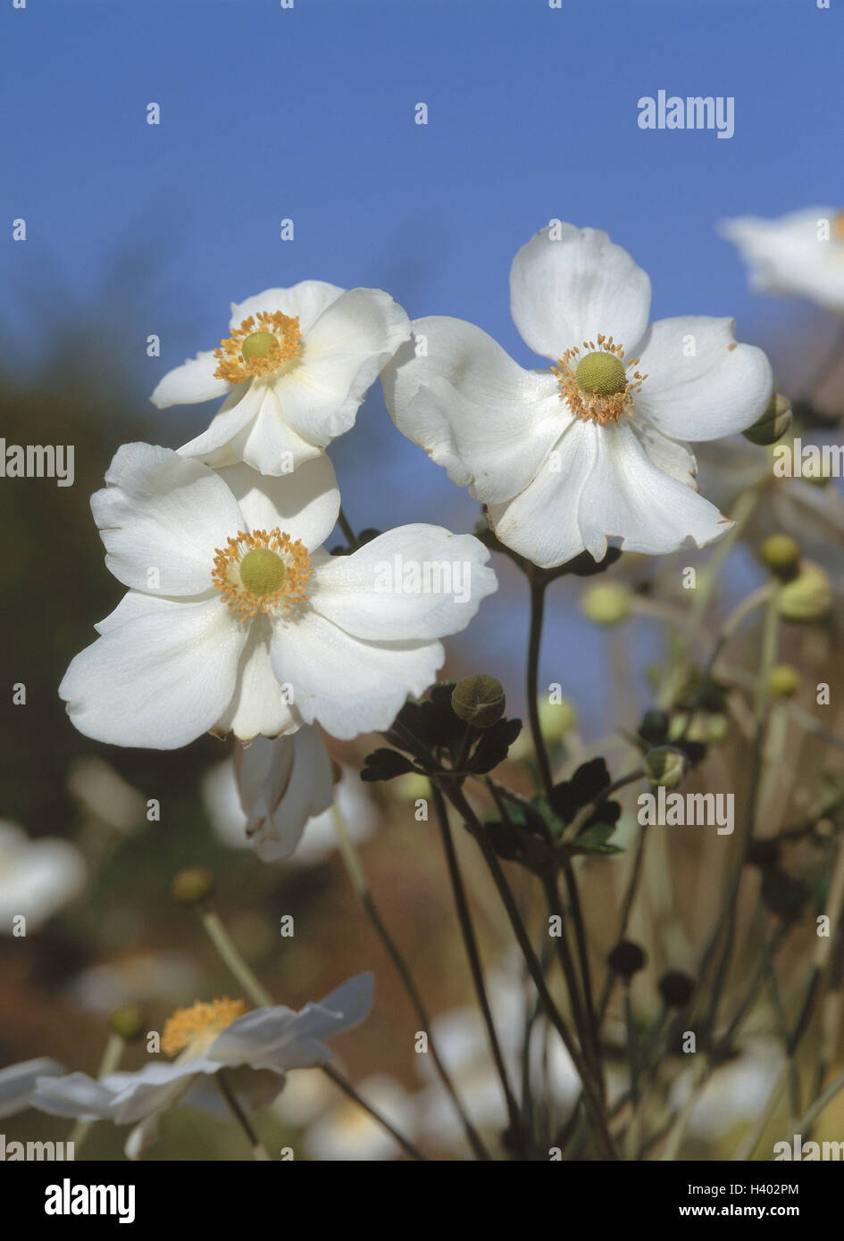 Garten, Herbst-Anemonen, Pflanzen, Blumen, Anemonen, Anemone, Herbst-Anemone, Garten Anemonen, Garten Anemone, Crowfoot Pflanze, Anemone Hupehensis, Blüten, weiße, ornamentale Pflanze Stockfoto