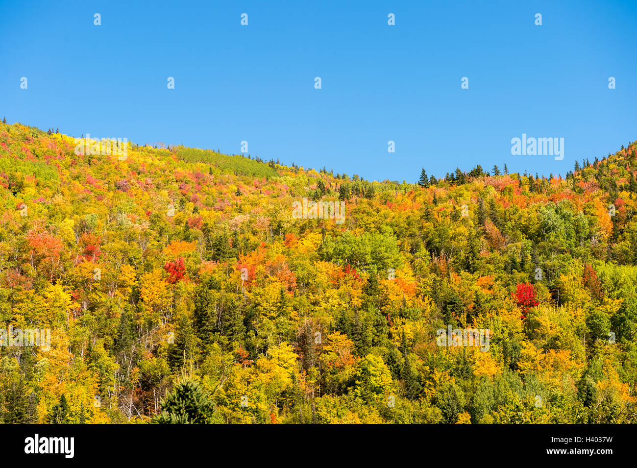 Herbstfarben auf Chic-Schokolade-Bergen in Gaspesie, Quebec, Kanada. Stockfoto