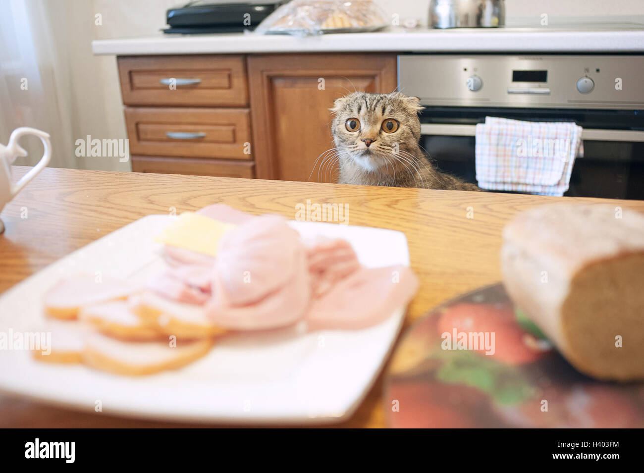 Schottische hängeohrigen graue Katze schön anzusehen, traurige Augen, Fragen zu essen, mit Blick auf die Wurst Stockfoto