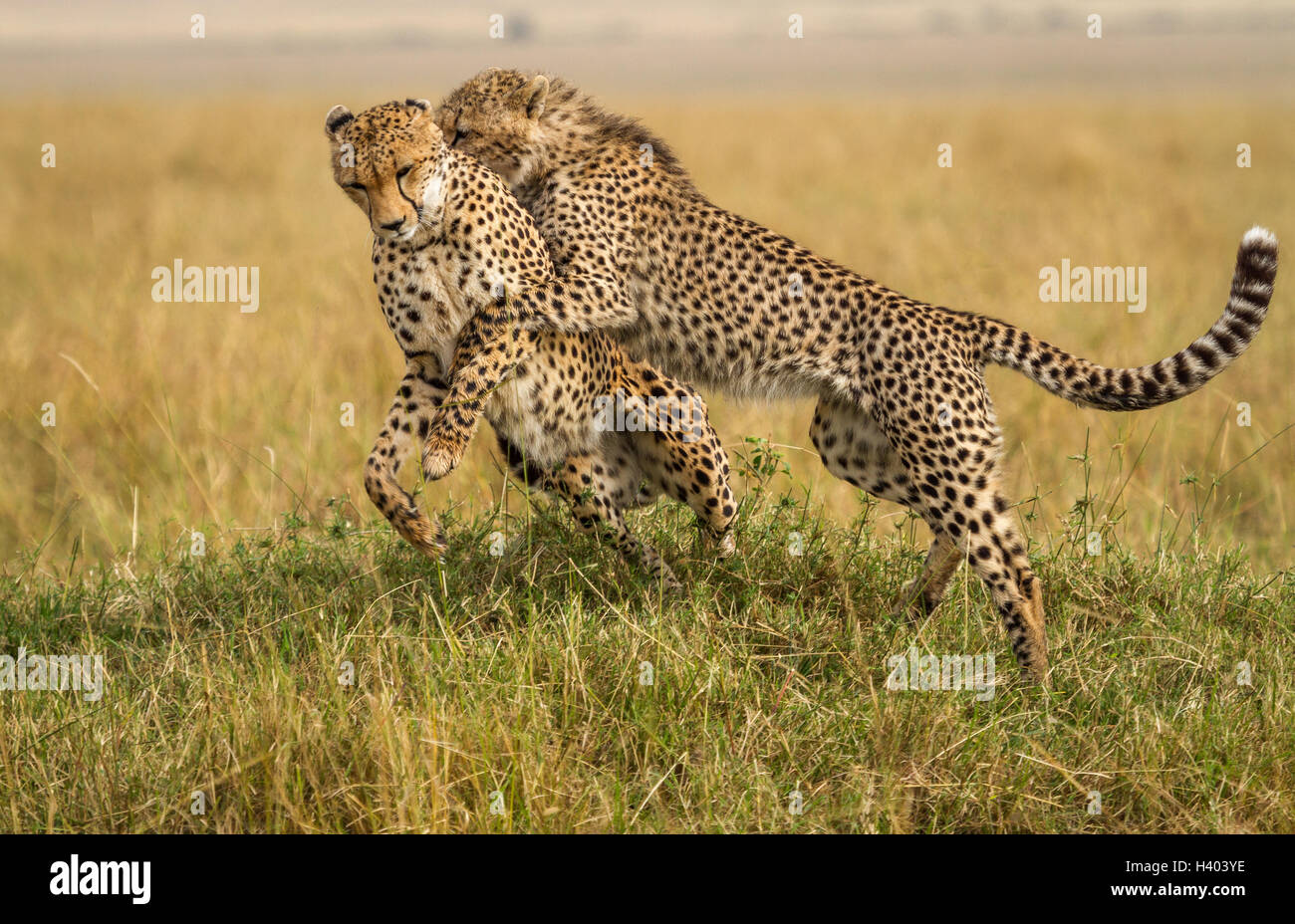 Weibliche Gepard spielen mit Cub, Masai Mara, Kenia Stockfoto