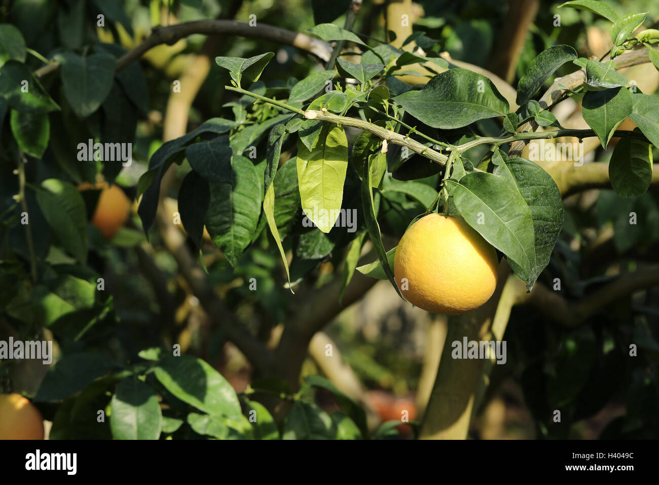 Grapefruit Frucht am Baum Zweig mit Blättern in der Sonne Stockfoto