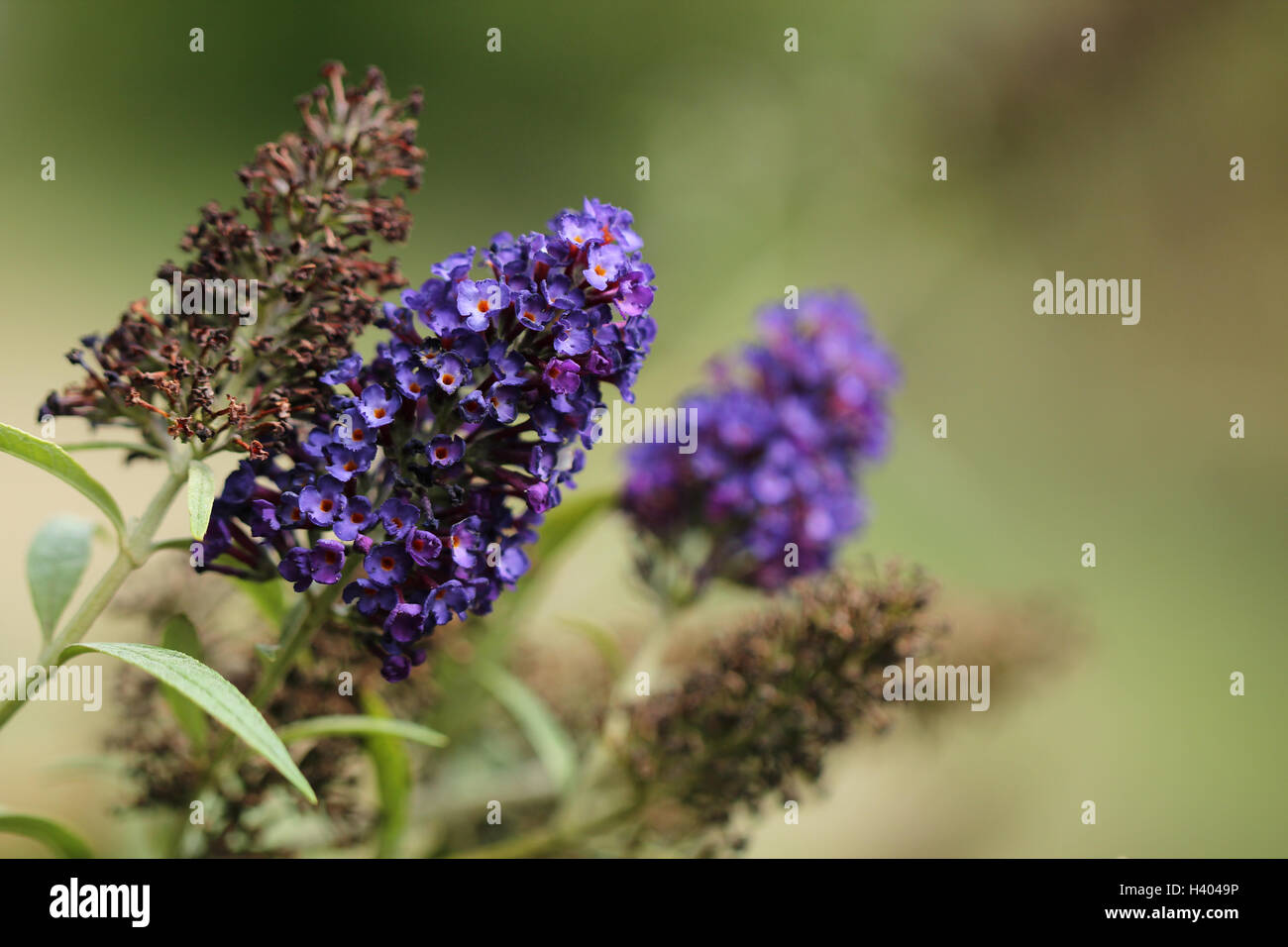 Blumen lila Schmetterlingsstrauch Stockfoto