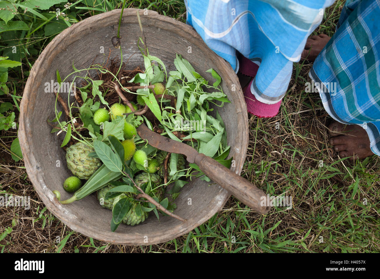 Korb mit nicht angebauten Lebensmitteln, die von indigenen Adivasi-Frauen in den Wäldern von Jharkhand, Indien, gesammelt wurden Stockfoto