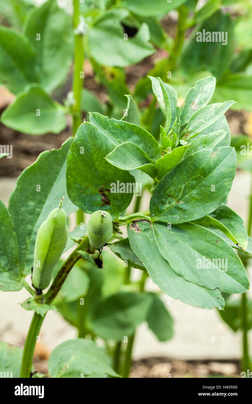 Vicia faba Stockfoto