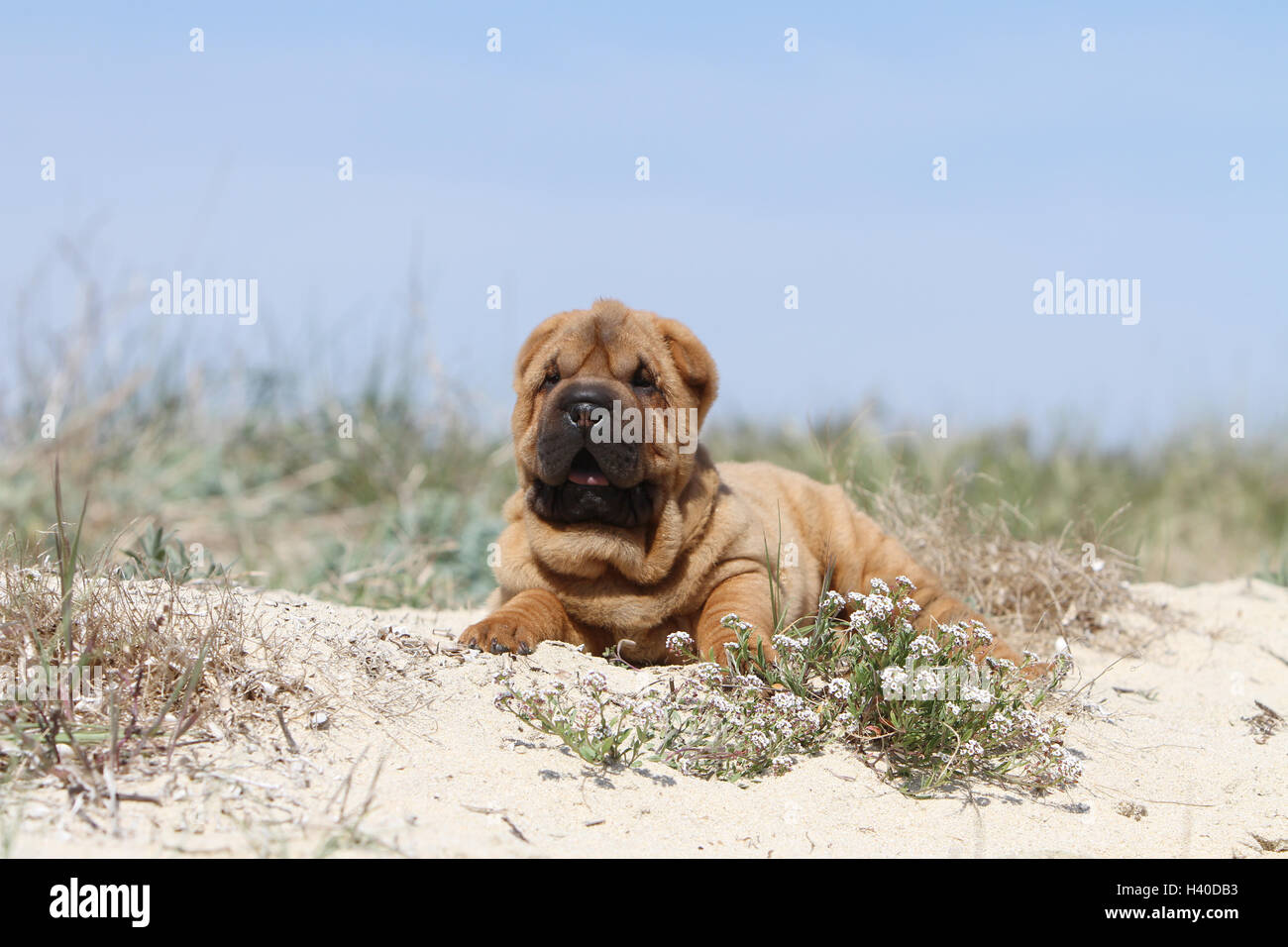 Hund Shar pei Welpen fawn liegen auf dem Strand Düne Stockfoto