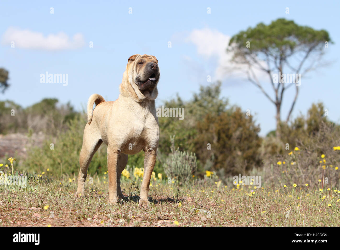 Hund Shar-pei Erwachsenen Zobel Kitz stehend Stockfoto
