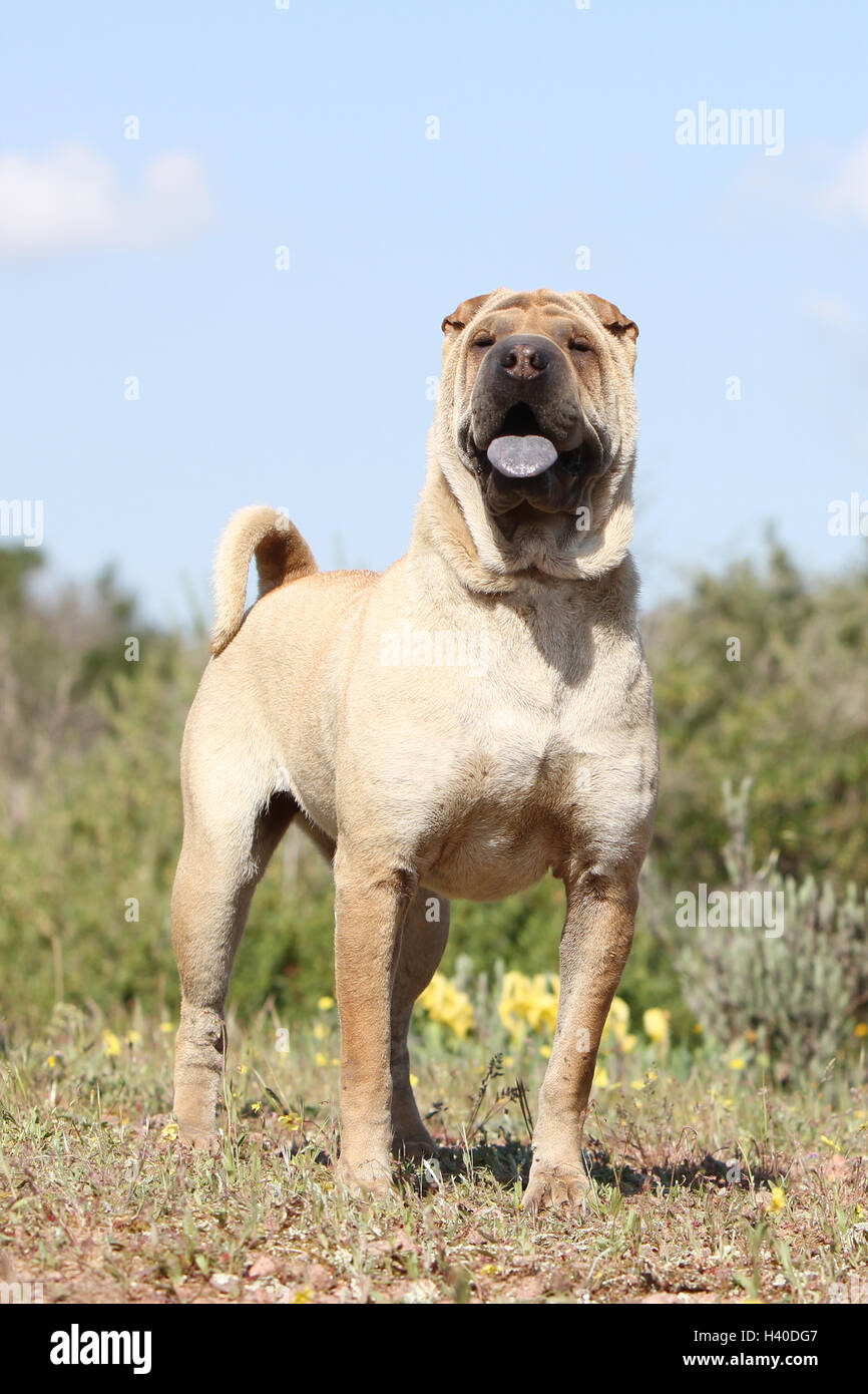 Hund Shar-pei Erwachsenen Zobel Kitz stehend Porträt Stockfoto