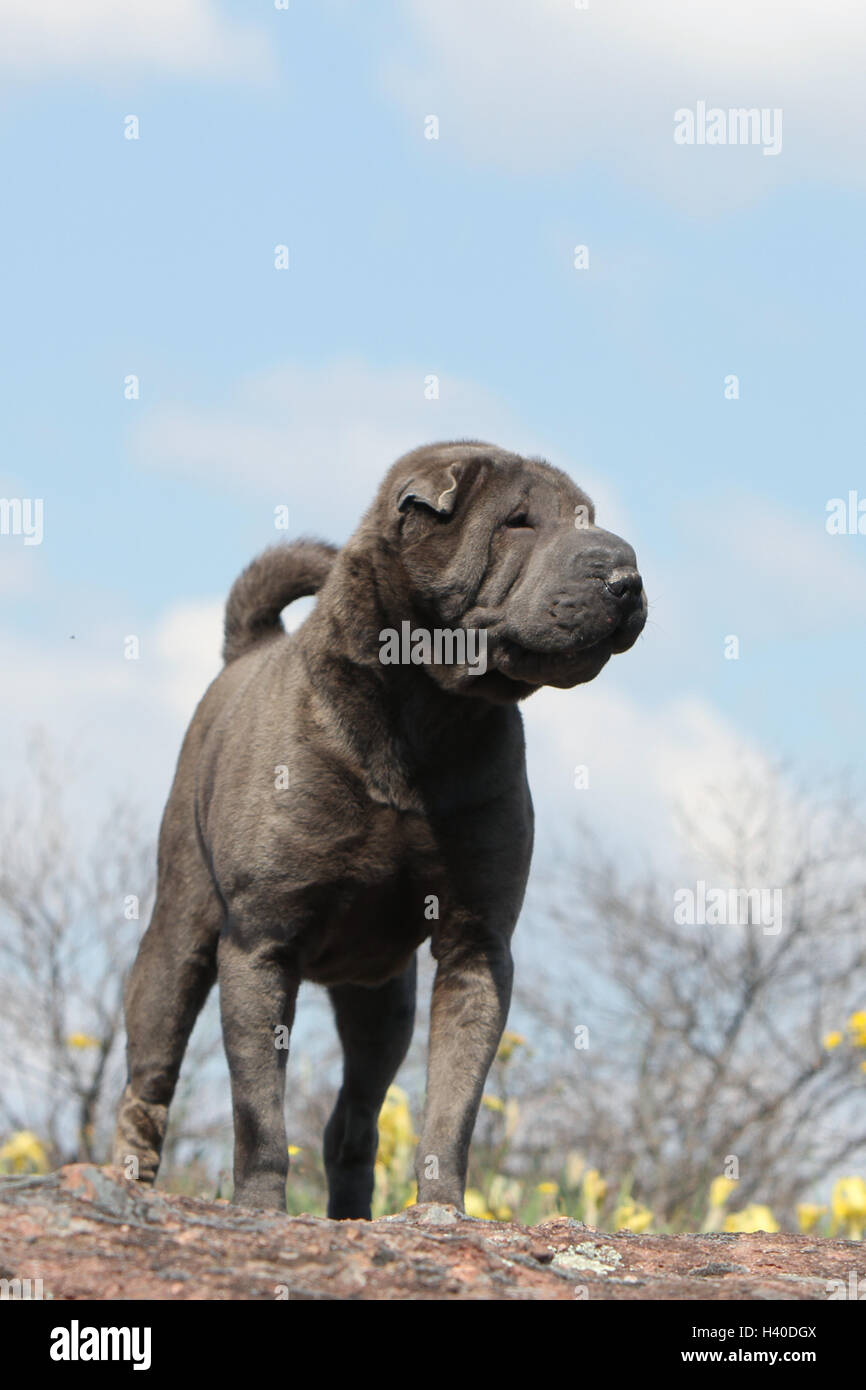 Shar-pei Erwachsene blau stehen auf Felsen Wald Hund Stockfoto