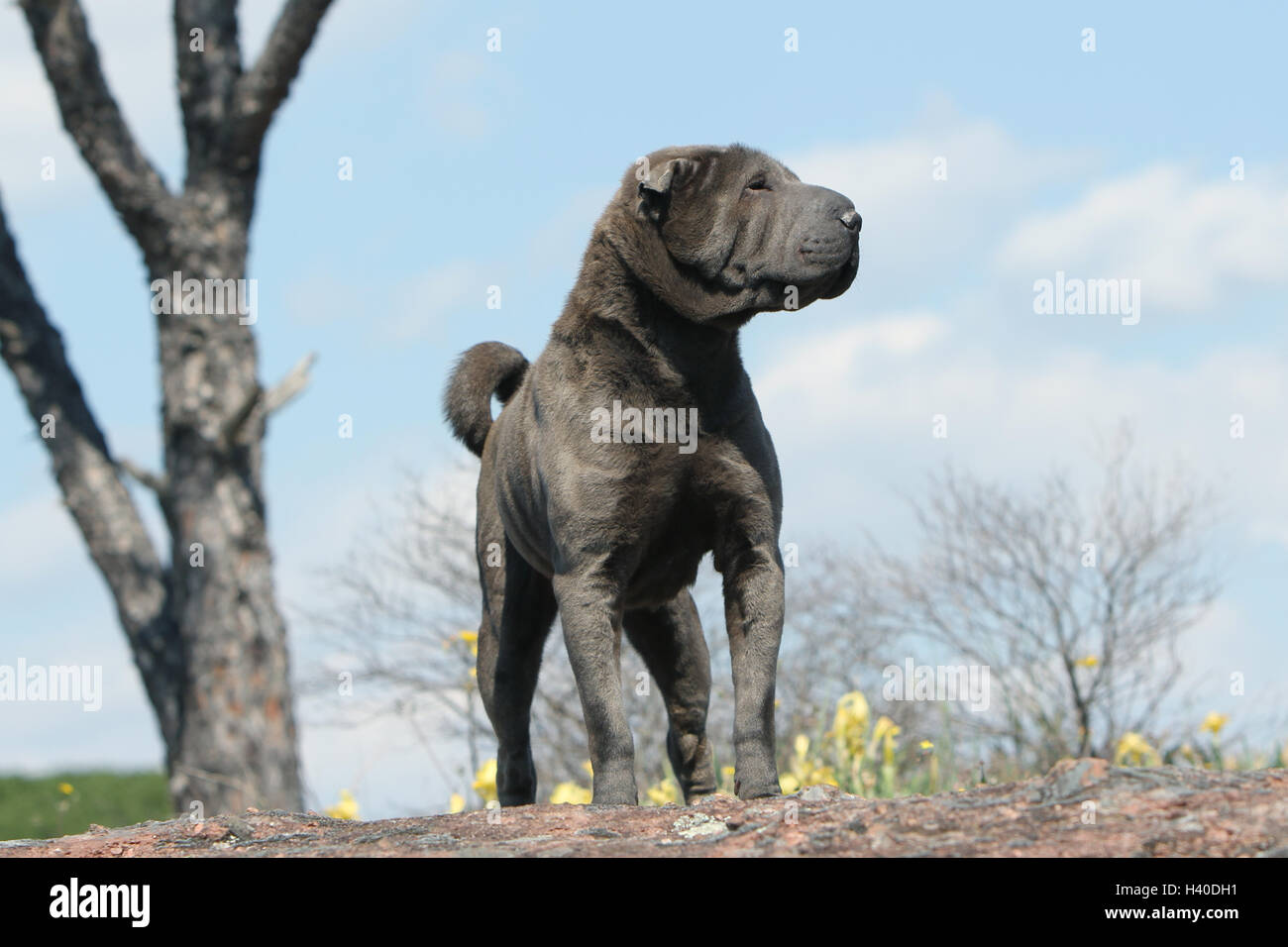 Shar-pei Erwachsene blau stehen auf Felsen Wald Hund Stockfoto