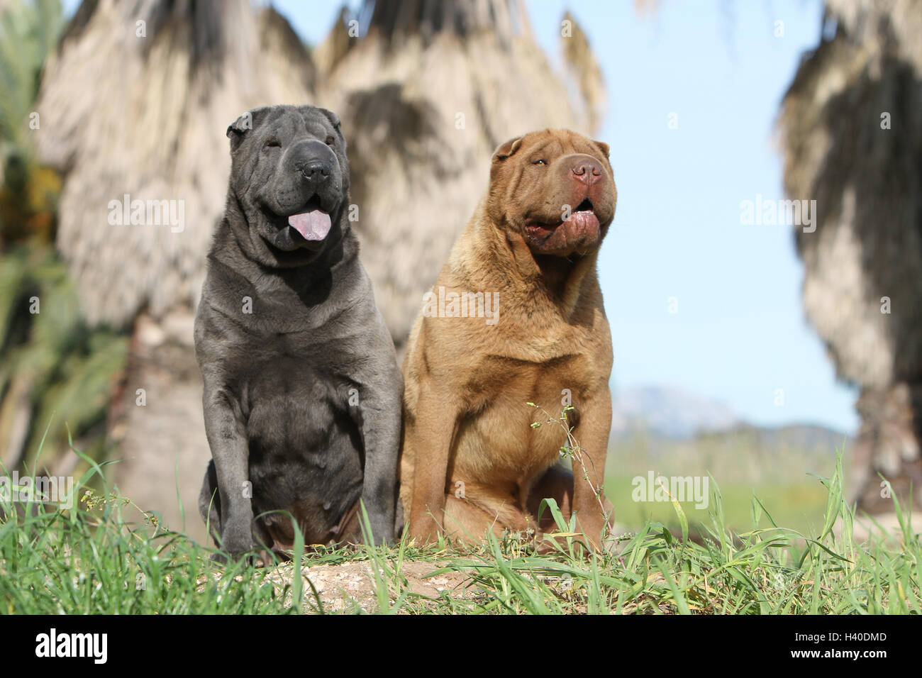 Hund Shar-pei zwei Erwachsene sitzen verschiedene Farben Stockfoto