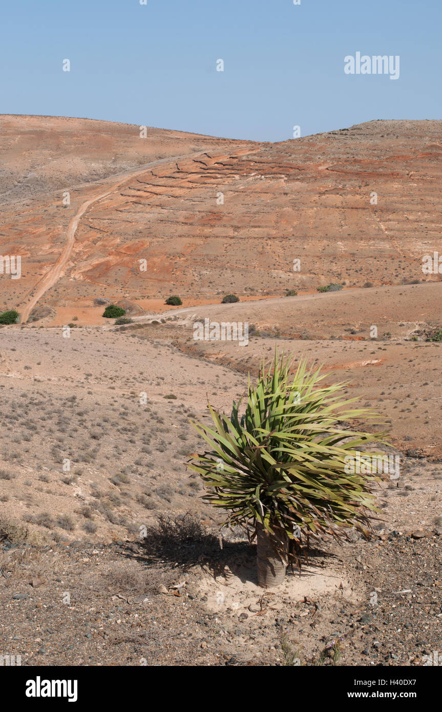 Fuerteventura, Kanarische Inseln, Nordafrika, Spanien: Mars und Wüstenhaft Landschaft und eine saftige auf der Insel des ewigen Frühlings Stockfoto