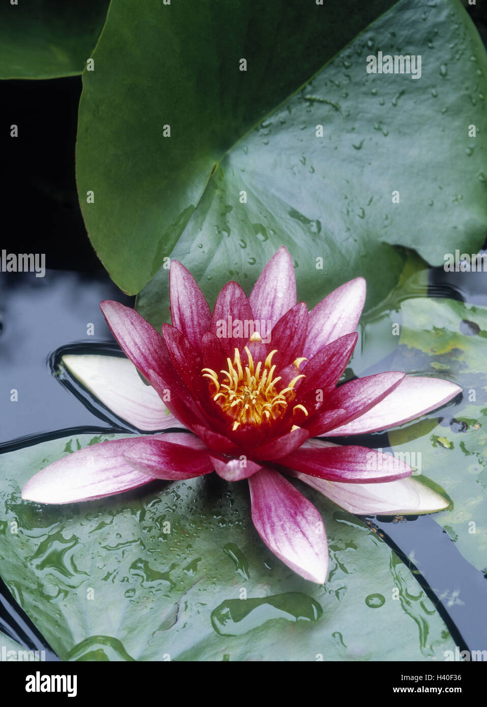 Teich, Seerose, Nymphaea spec, Wasser Lilie, Flora, Vegetation, Wasser,  exotisch, Seerosen, Wasserpflanze, Wasserpflanzen, Pflanze, Teich Pflanzen,  Pflanzen, Teichpflanzen, Blumen, Blte, Blte, Blte, weich, rosa, lila,  zweifarbig, Gartenteich ...