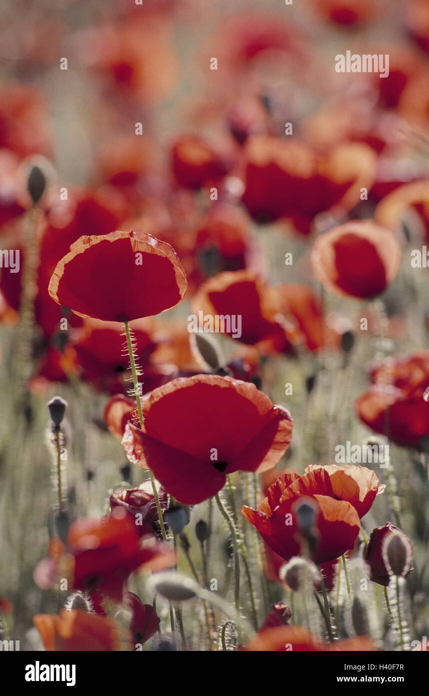 Mohn Wiese, Detail, Blumenwiese, Klatsch-Mohn, Papaver Rhoeas, Blumen,  Mohn, Pflanzen, Mohn, Mohn Pflanzen, Feuer, Mohn, roter Mohn, Wilder Mohn,  Mohn Blüte, Blüten, Natur, Saison Stockfotografie - Alamy