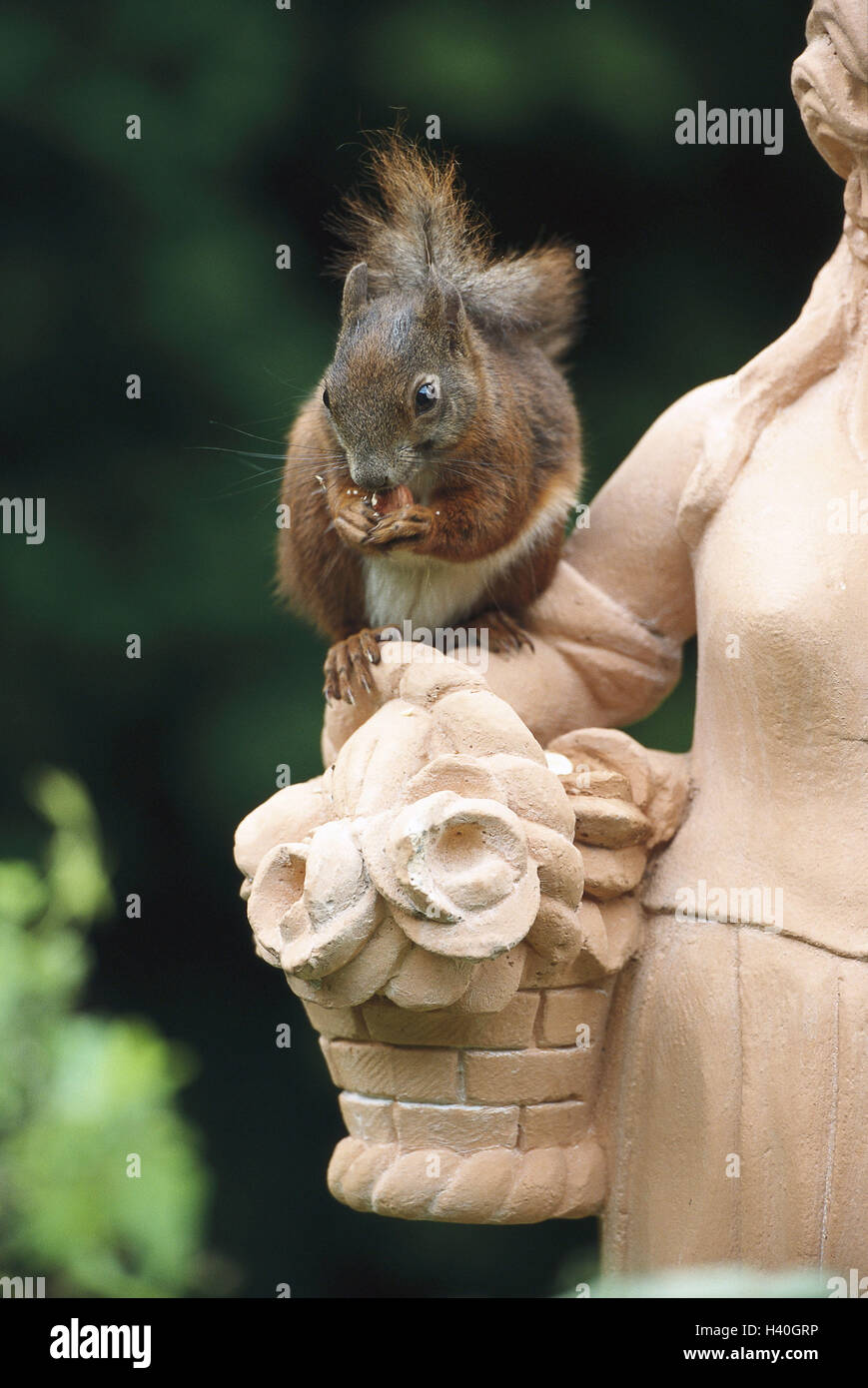 Garten, Statue, europäischen Eichhörnchen, Sciurus Vulgaris, Natur, Zoologie, Tierwelt, Tier, Tiere, Säugetier, Säugetiere, Nagetier, Nagetiere, Croissants, europäischen Eichhörnchen, Eichhörnchen, Essen, Essen, Einnahme Stockfoto