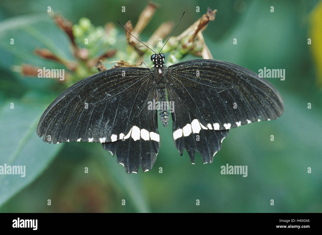 Blüte, Schwalbenschwanz, Papilio, Polytes, Männlich, Natur, Zoologie, Tierwelt, Tier, Tiere, Insekt, Insekten, Insekt Flug, Flug Insekten, Schmetterlinge, Schmetterling, Schmetterlinge, großer Schmetterling, große Schmetterlinge, Schmetterlinge, edle Schmetterlinge, Ritter b Stockfoto