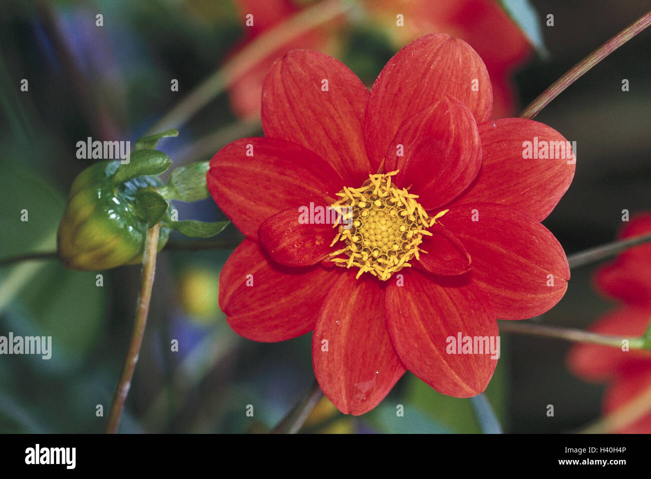blume Fotos und Bildmaterial in hoher Auflösung Alamy