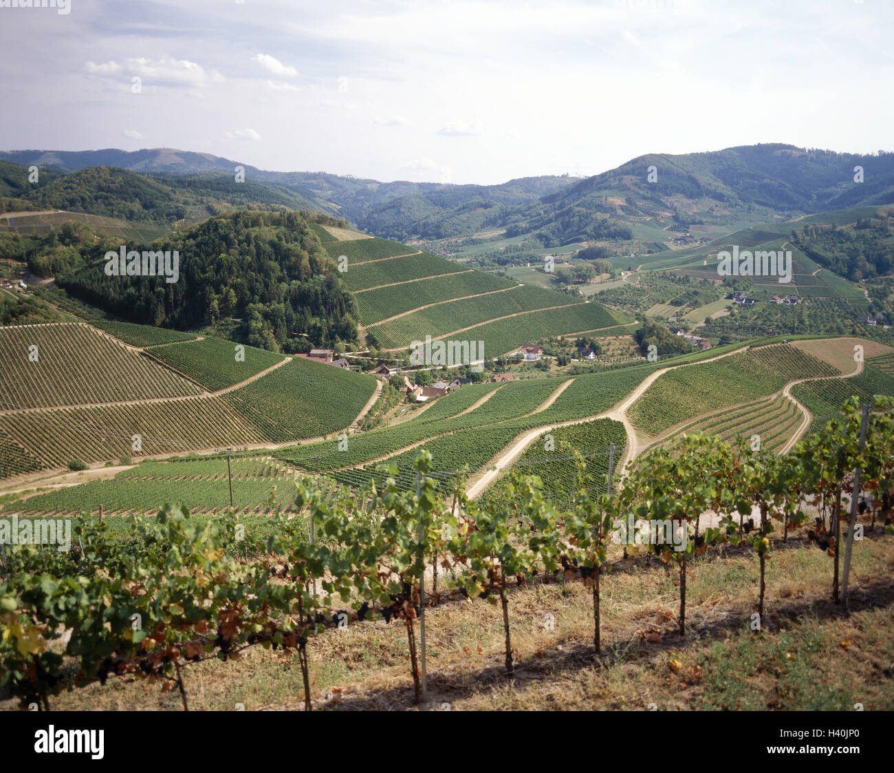 Deutschland, Schwarzwald, Bach, Dur, Hill, Schloss Burg Staufen, Talblick, Weinberge Europas, Baden-Wurttemberg, Badische Weinstraße, Weinbaugebiet, Weinbaugebiet, Weinbau, Anlage, Wein, Weinberg, Nutzpflanzen, Kultur, Landwirtschaft, Wirtschaft, pl Stockfoto