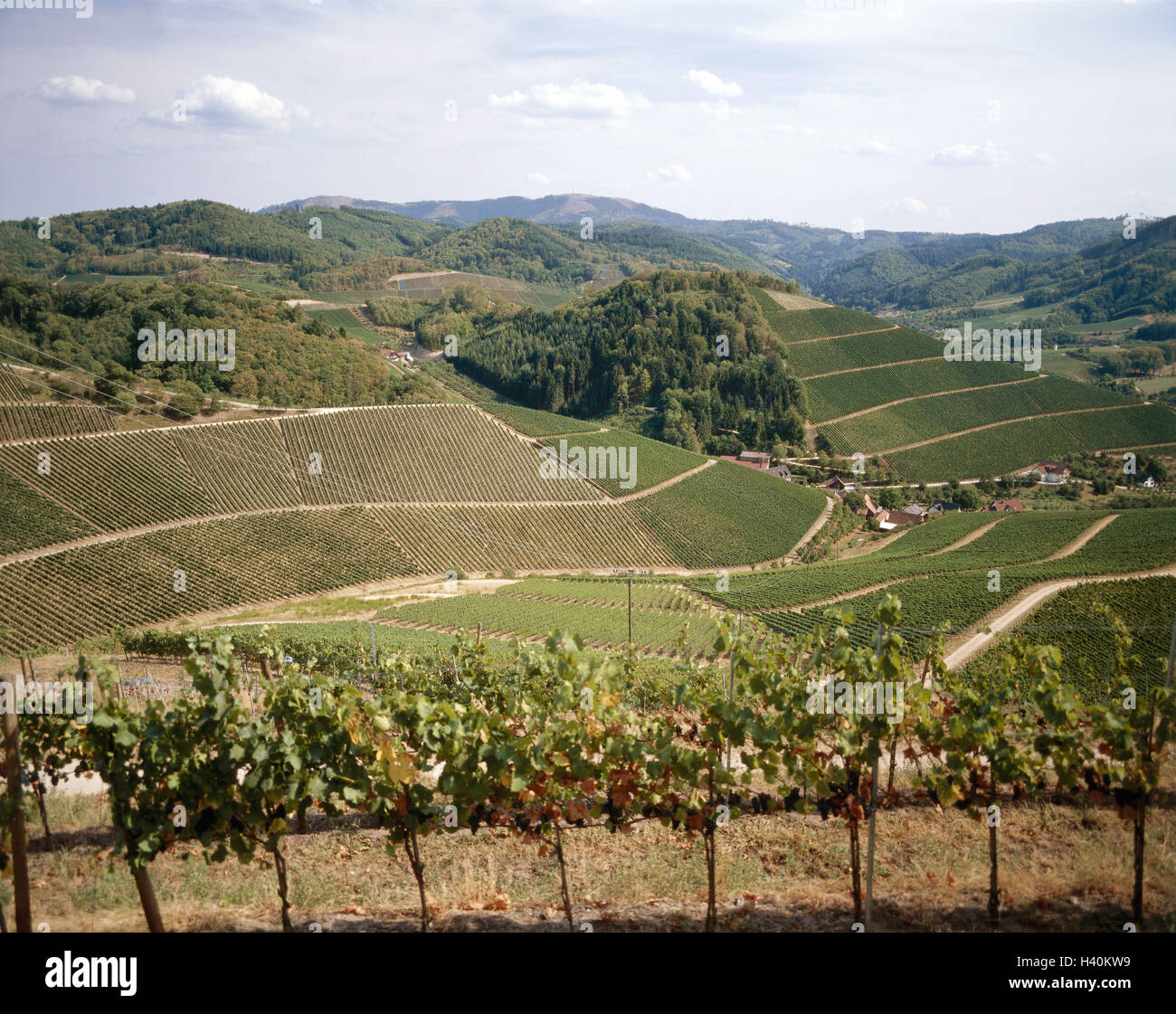 Deutschland, Schwarzwald, Bach, Berg, Schloss Burg Staufen, Talblick, Dur, Weinberge, Europa, Baden-Wurttemberg, Badische Weinstraße, Weinbaugebiet, Weinbaugebiet, Weinbau, Anbau, Wein, Weinberg, Nutzpflanzen, Kultur, Landwirtschaft, Econ Stockfoto