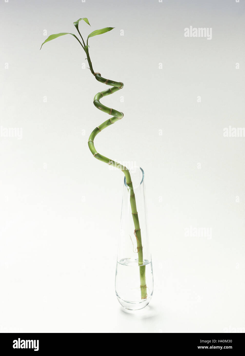bambus gauting Wuchernder Bambus Goldrohrbambus kaufen | Phyllostachys aurea -  Goldrohrbambus